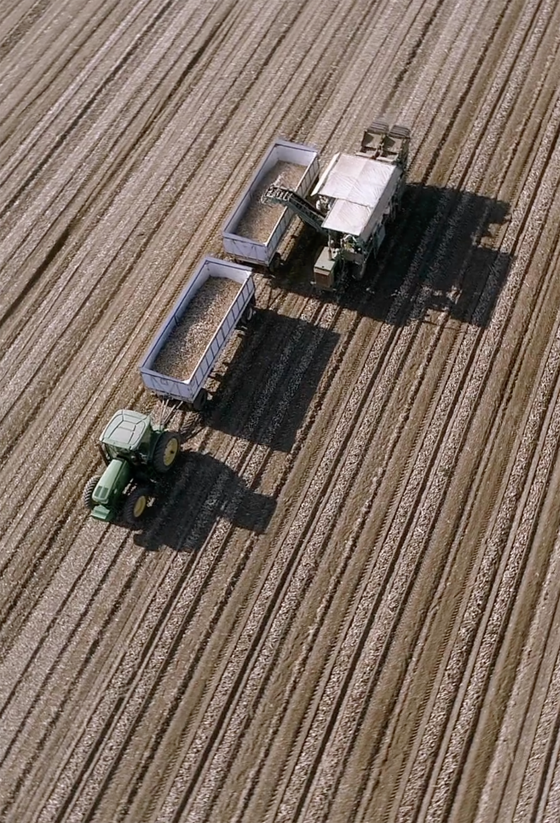 harvest